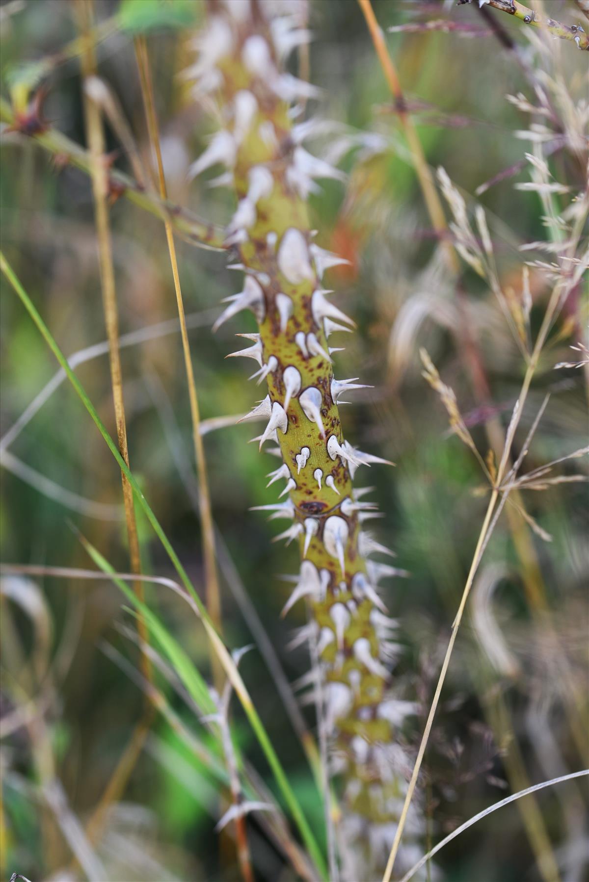 Rosa x gremlii (door Jan Klinckenberg)