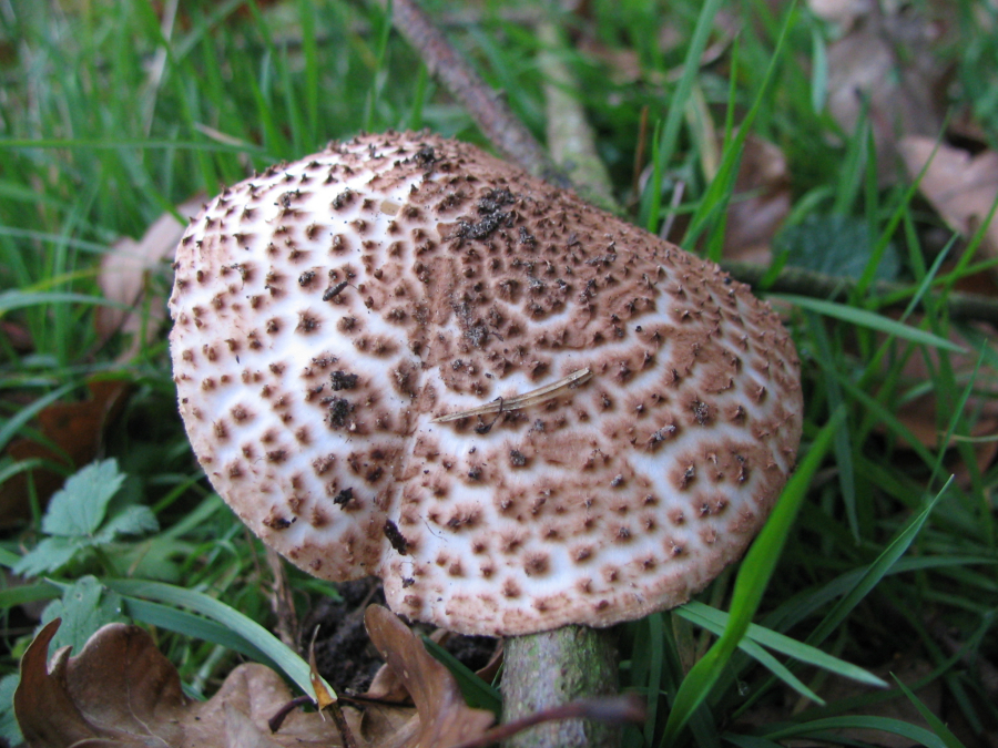 Lepiota aspera (door Paul Coene)