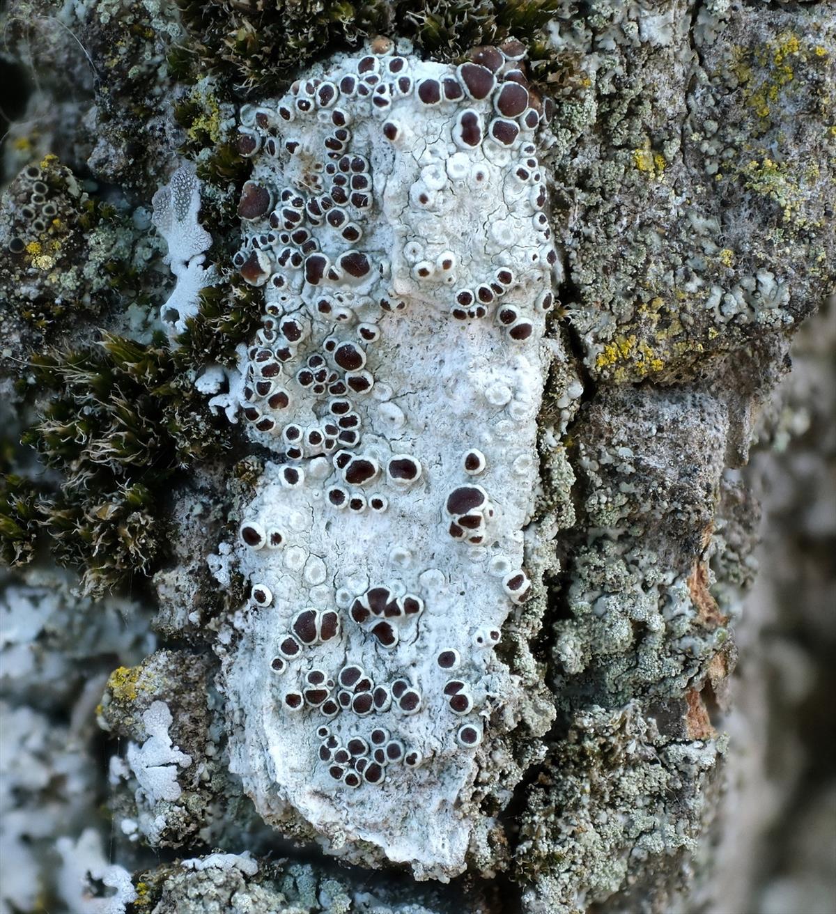 Lecanora horiza (door Hans Toetenel)