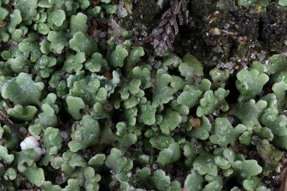 Cladonia brevis (door Hans Toetenel)