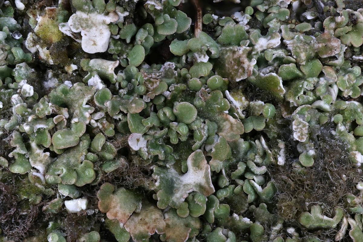 Cladonia brevis (door Hans Toetenel)