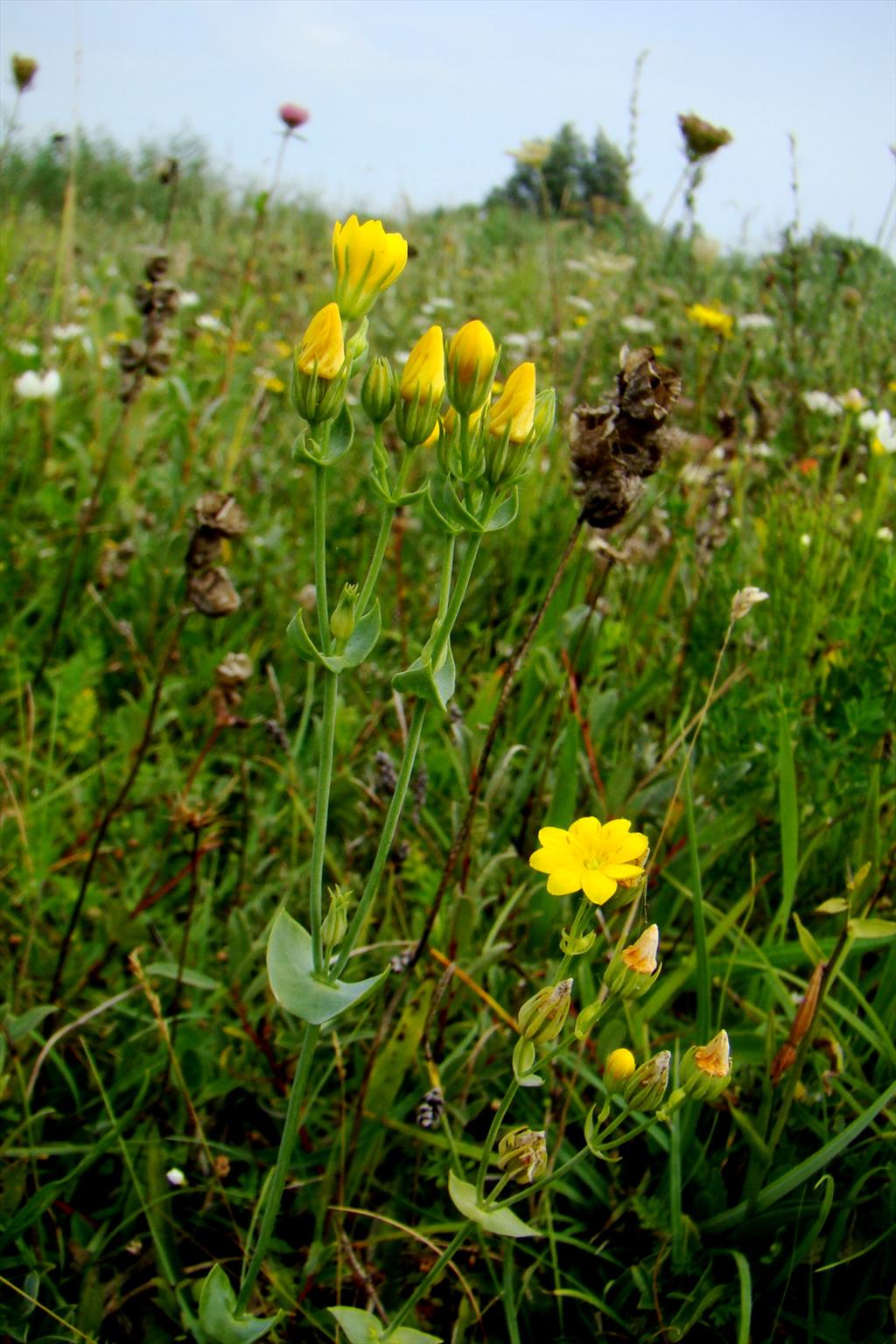 Blackstonia perfoliata subsp. perfoliata (door Joop Verburg)