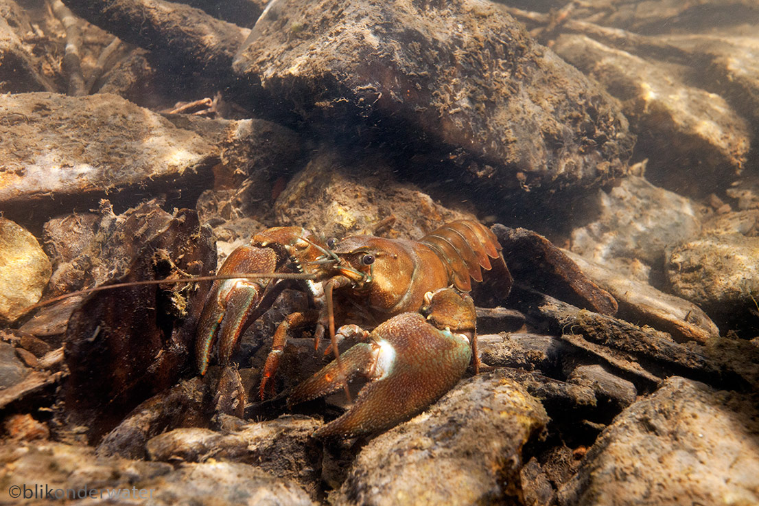 Pacifastacus leniusculus (door blikonderwater)