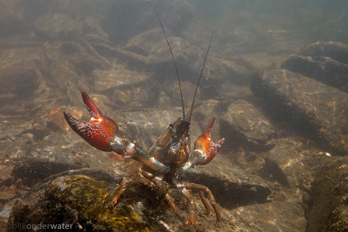 Pacifastacus leniusculus (door blikonderwater)