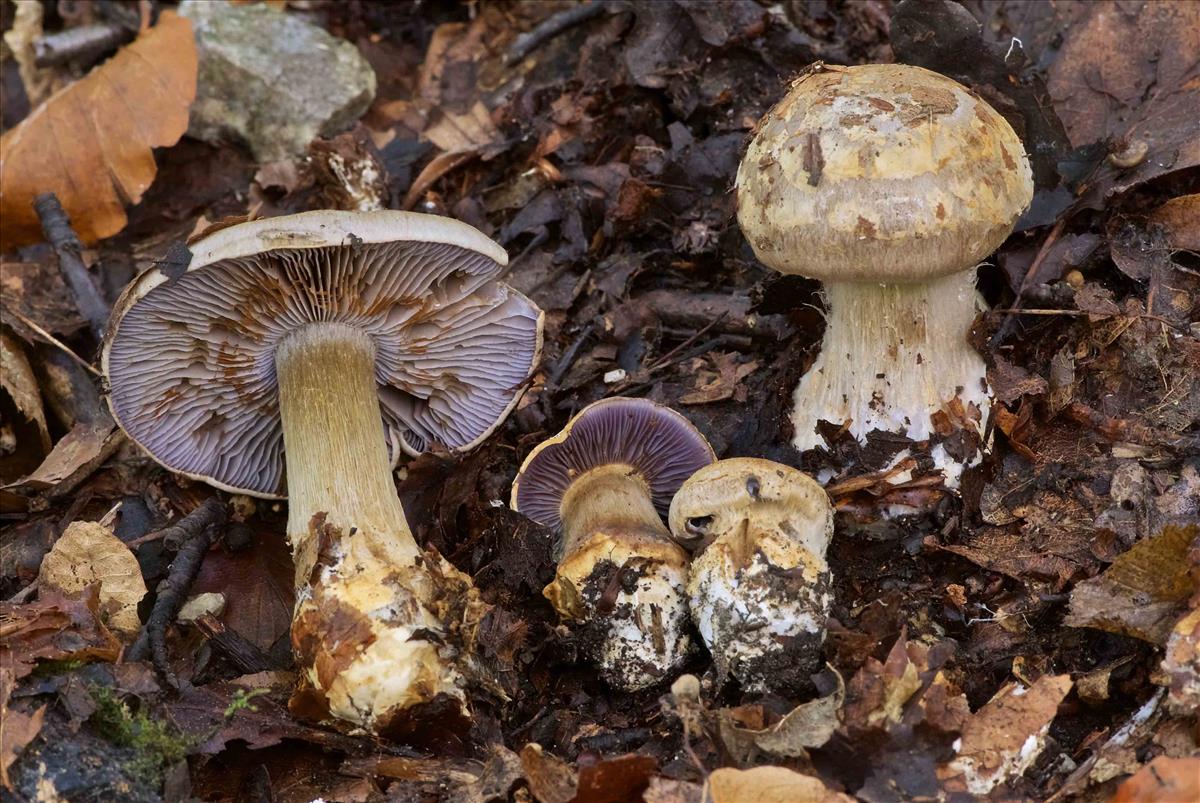 Cortinarius luhmannii (door Peter Verstraeten)