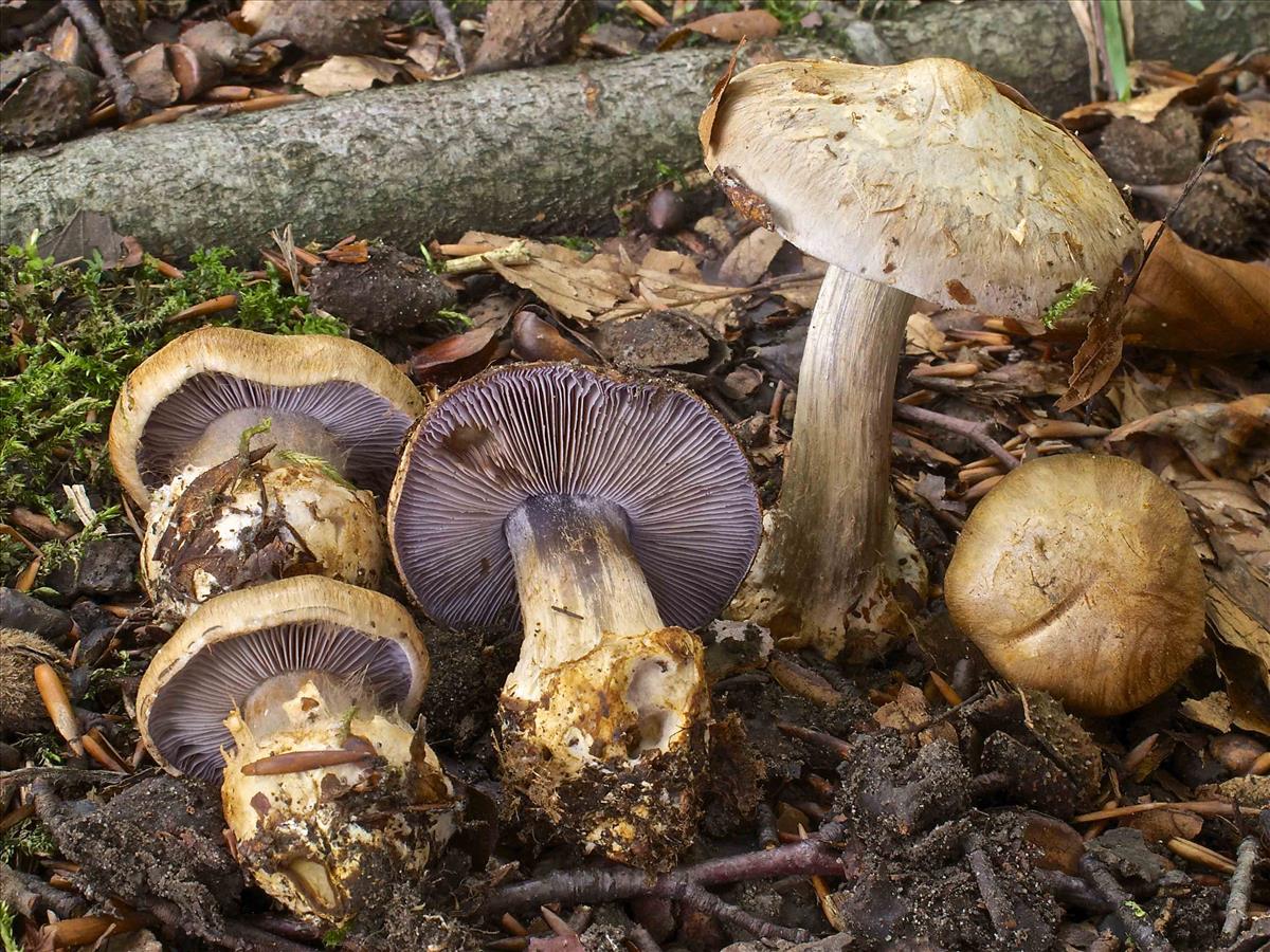 Cortinarius luhmannii (door Peter Verstraeten)