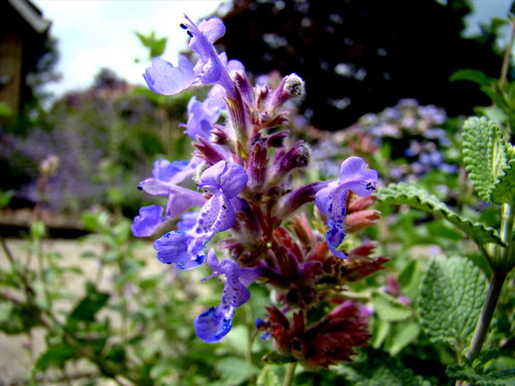 Nepeta x faassenii (door Joop Verburg)