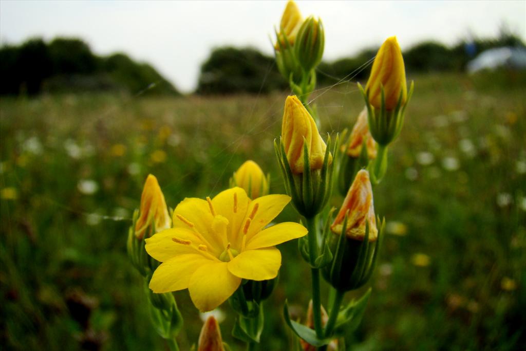 Blackstonia perfoliata subsp. perfoliata (door Joop Verburg)