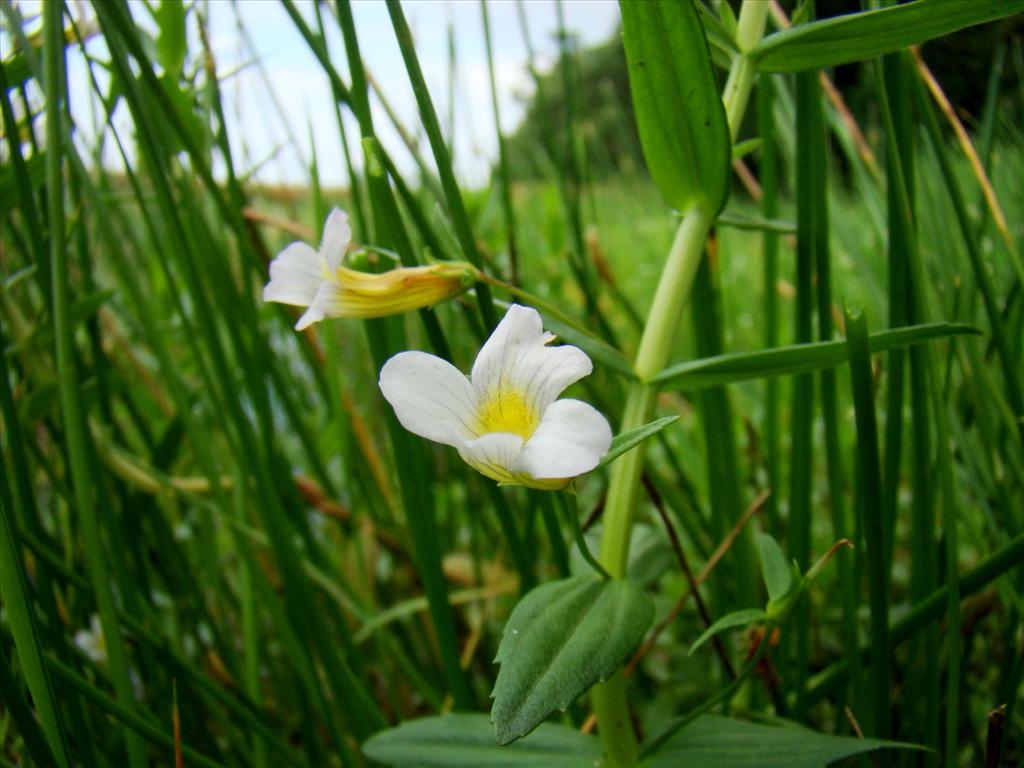 Gratiola officinalis (door Joop Verburg)