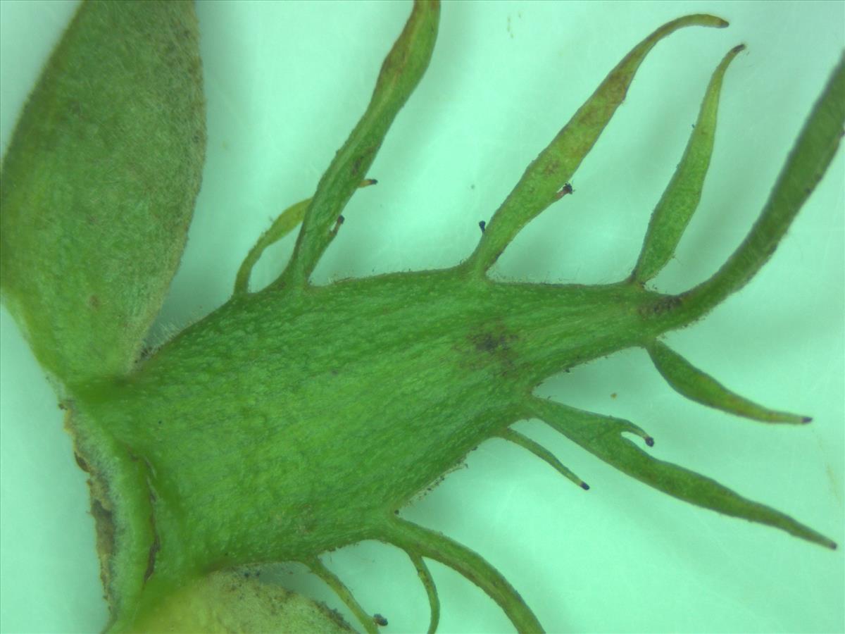 Rosa corymbifera (door Jan Klinckenberg)