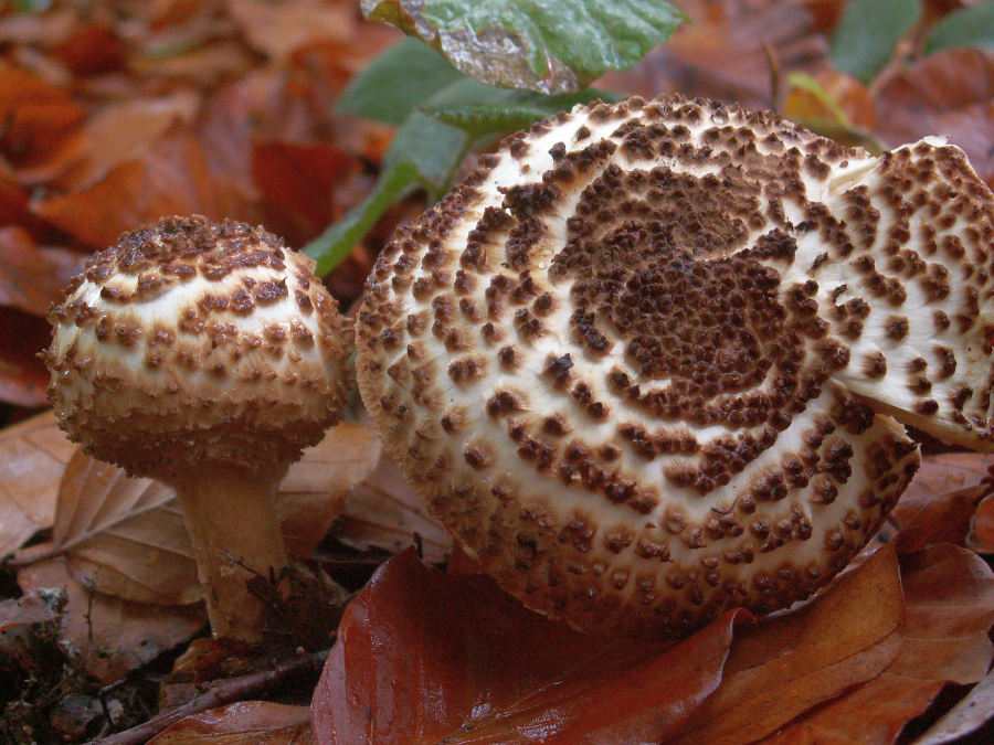 Lepiota aspera (door Paul Coene)