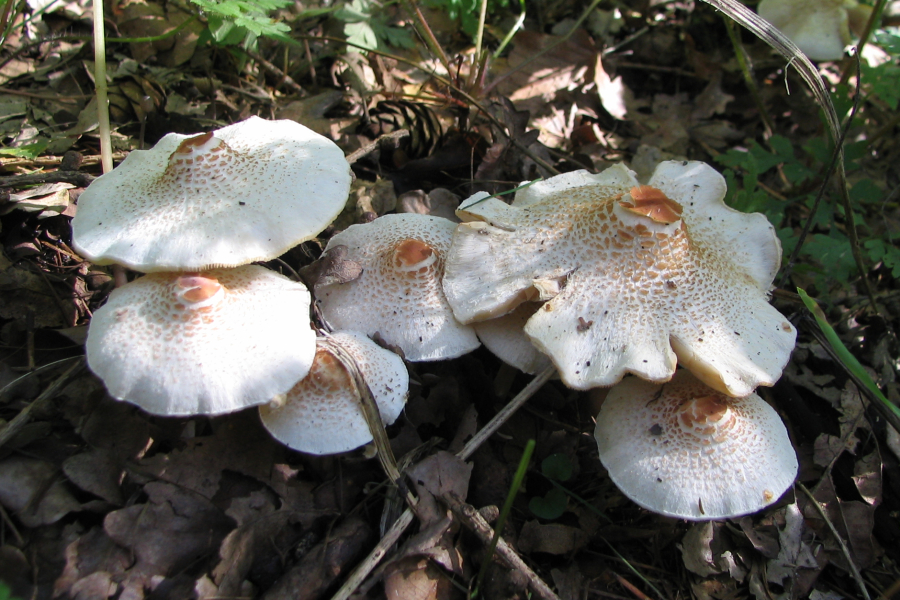 Lepiota cristata (door Paul Coene)