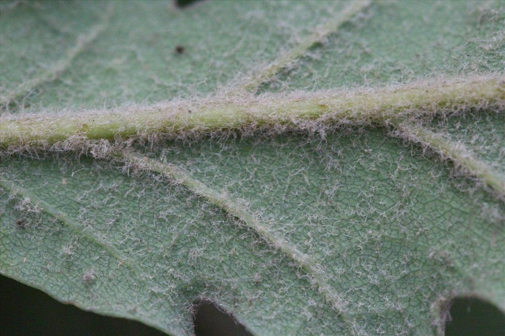 Quercus pubescens (door Niels Eimers)