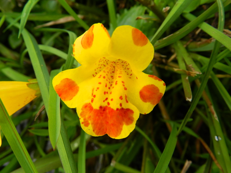 Mimulus luteus (door Rutger Barendse)