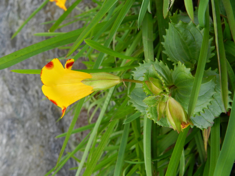 Mimulus luteus (door Rutger Barendse)