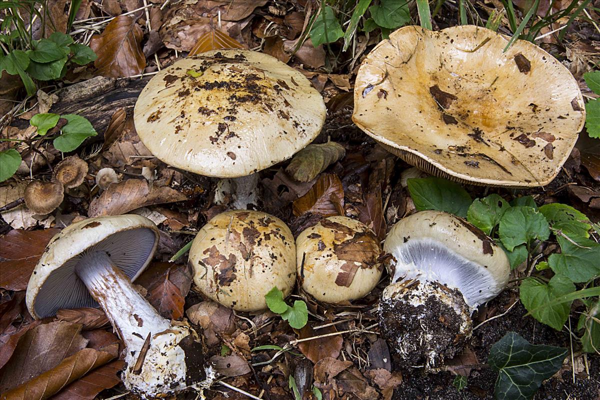 Cortinarius anserinus (door Nico Dam)