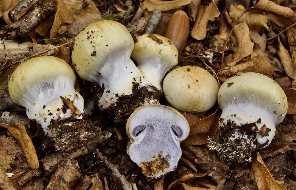 Cortinarius anserinus (door Peter Verstraeten)