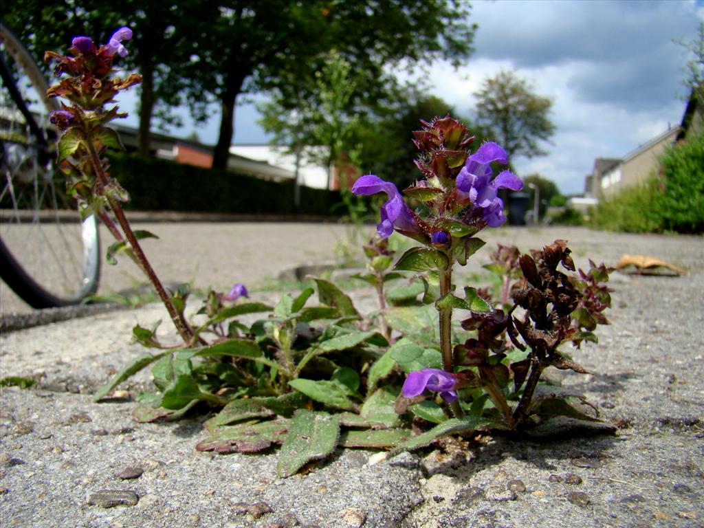 Prunella grandiflora (door Joop Verburg)