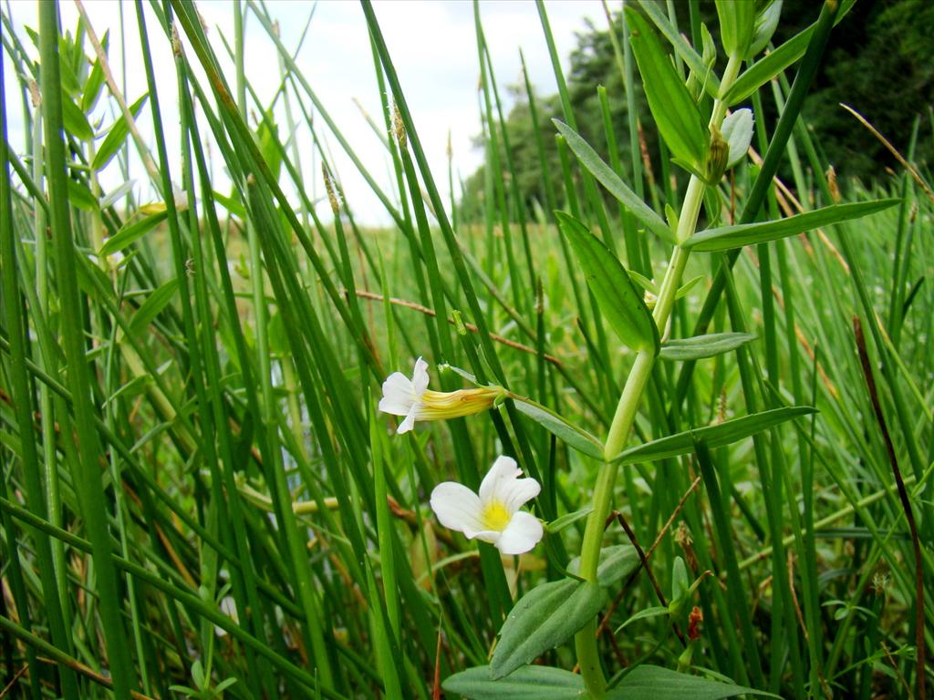 Gratiola officinalis (door Joop Verburg)