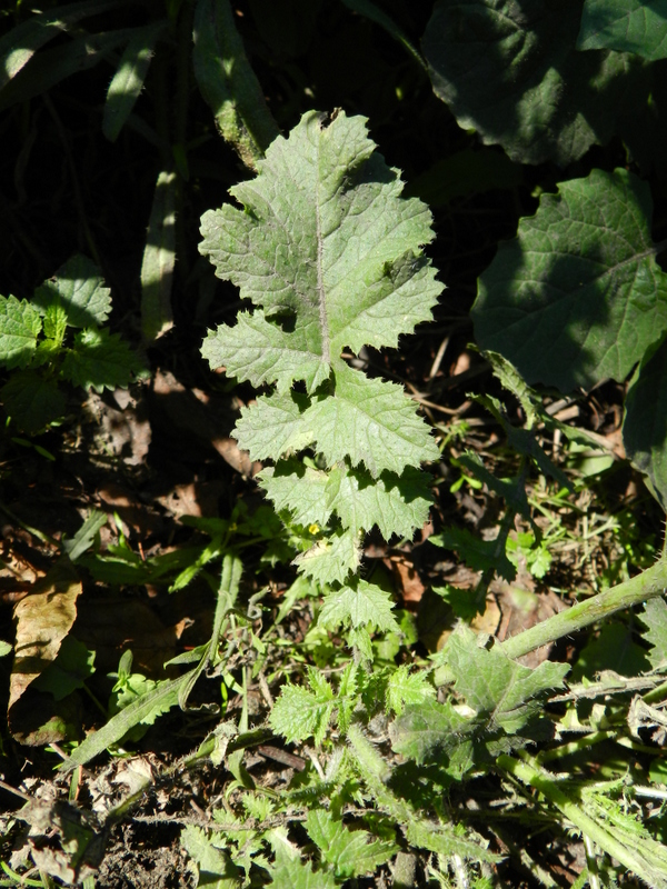 Brassica tournefortii (door Rutger Barendse)
