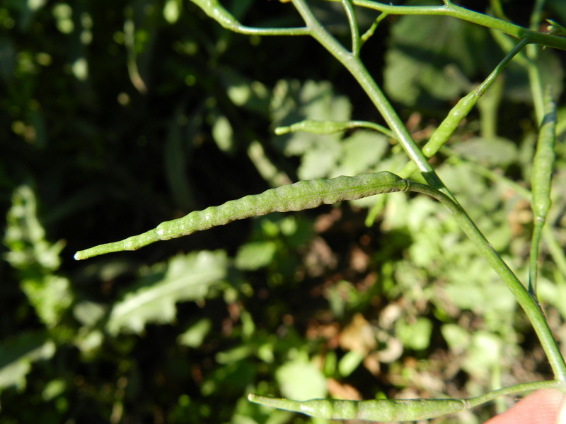 Brassica tournefortii (door Rutger Barendse)