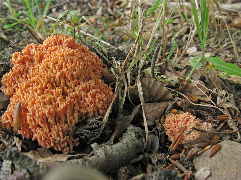 Ramaria subbotrytis (door Hannie Wijers)