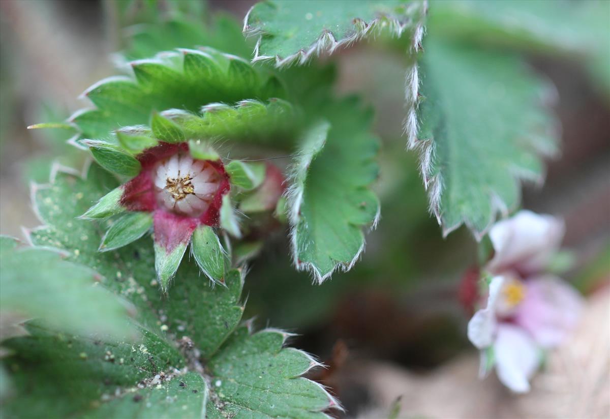 Potentilla micrantha (door Niels Eimers)