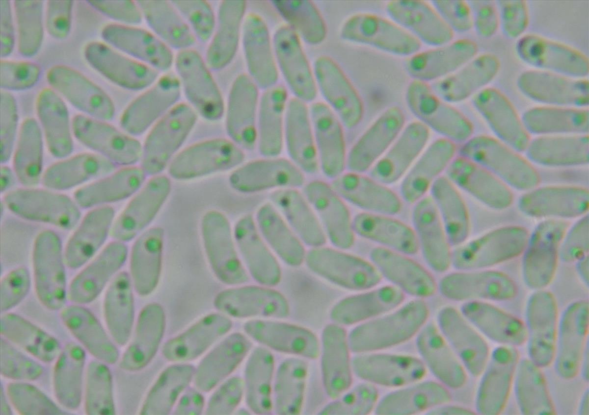 Antrodia renehenticii (door Eduard Osieck)