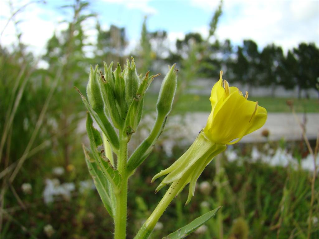 Oenothera deflexa (door Joop Verburg)