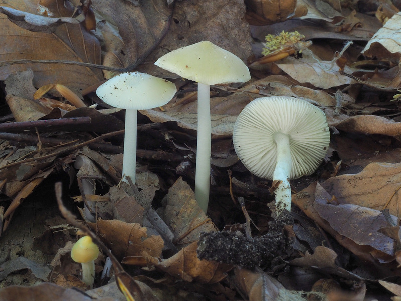 Hydropus subalpinus (door Ton Hermans)