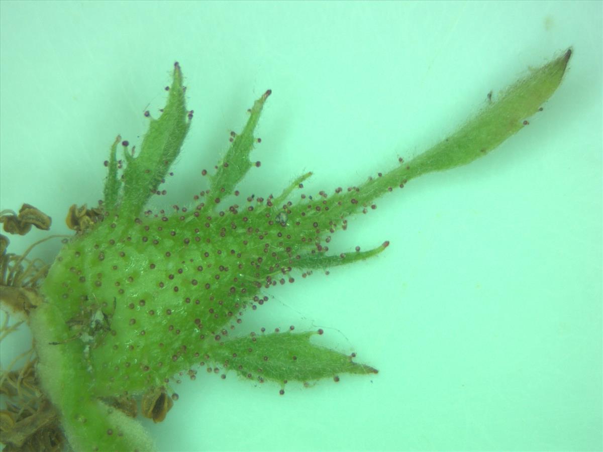 Rosa x avrayensis (door Jan Klinckenberg)