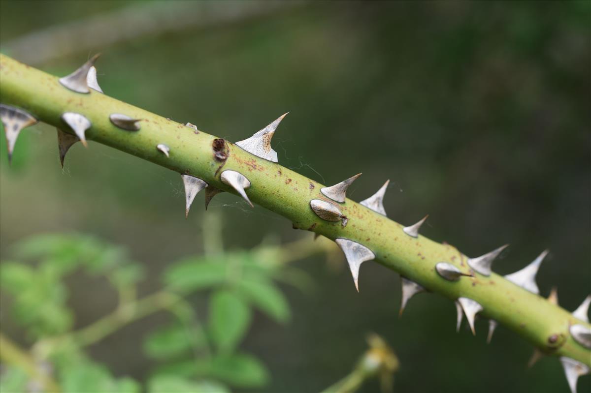 Rosa x avrayensis (door Jan Klinckenberg)