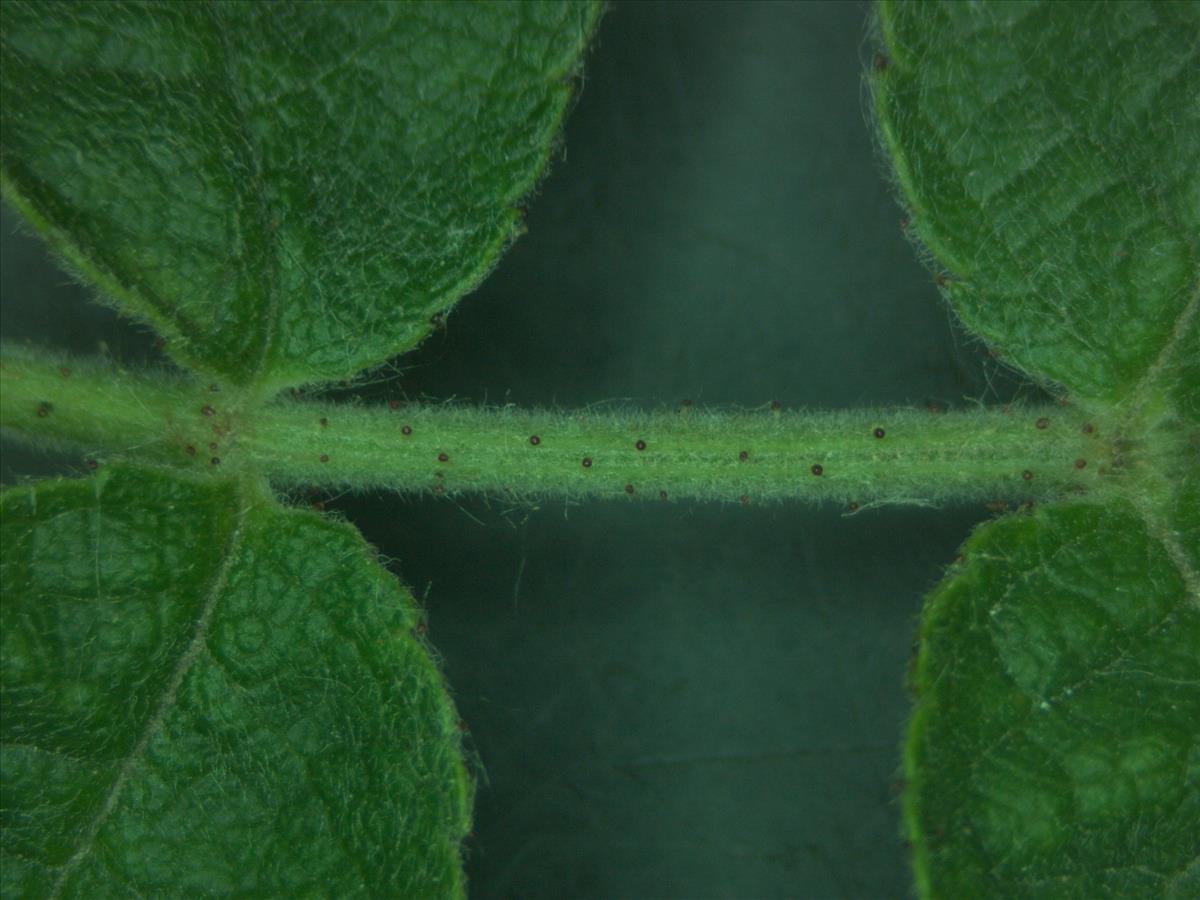 Rosa x avrayensis (door Jan Klinckenberg)