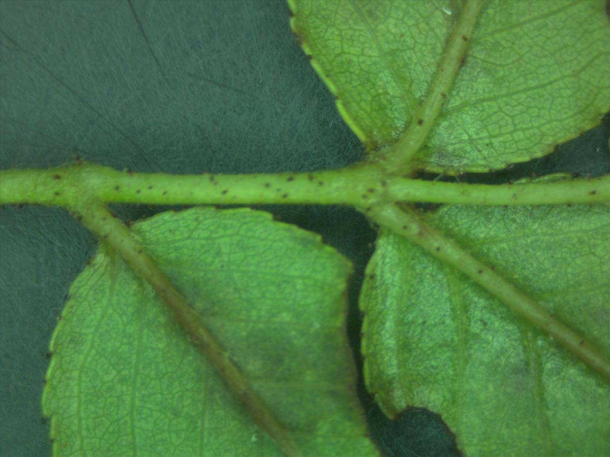 Rosa x dumetorum (door Jan Klinckenberg)