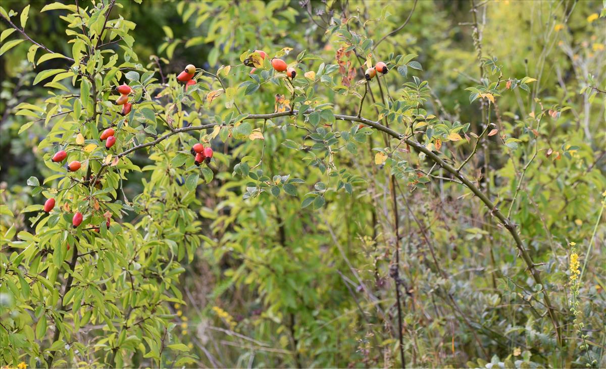 Rosa x dumetorum (door Jan Klinckenberg)