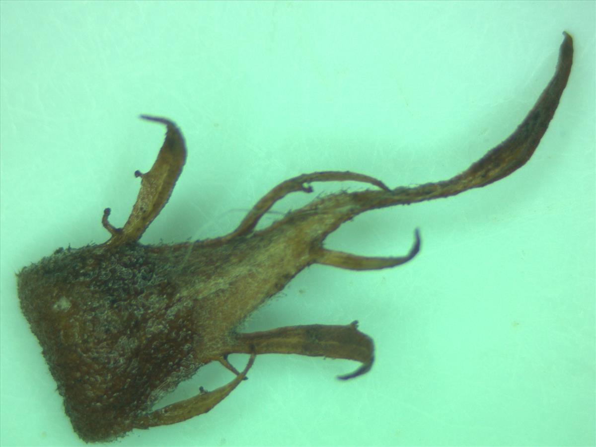 Rosa x dumetorum (door Jan Klinckenberg)