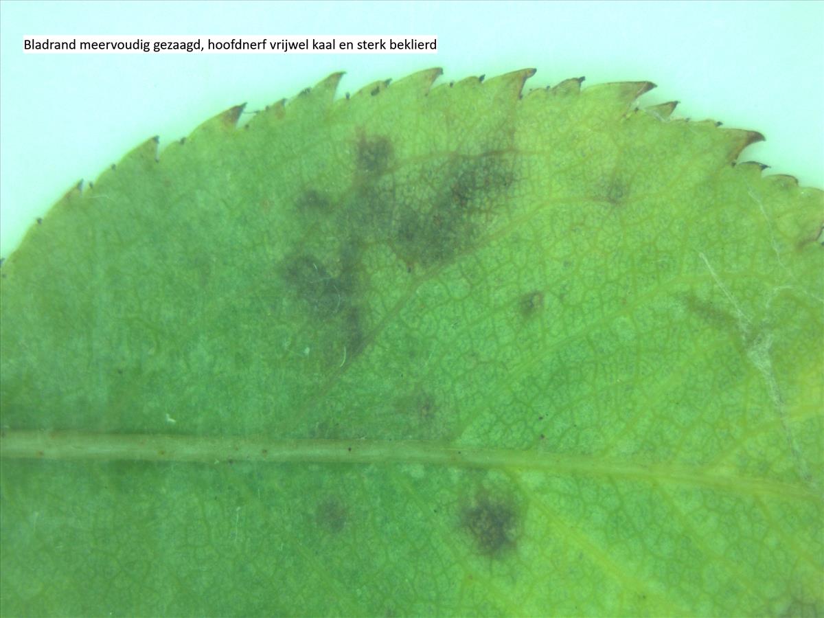 Rosa x dumetorum (door Jan Klinckenberg)