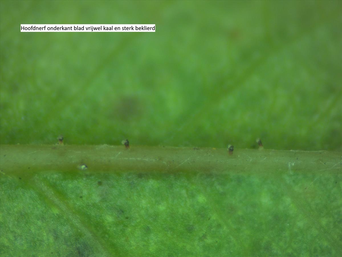 Rosa x dumetorum (door Jan Klinckenberg)