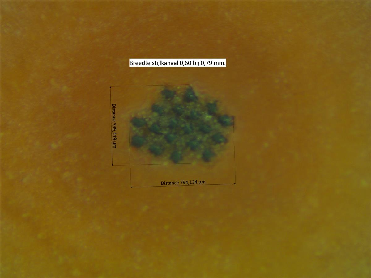 Rosa x dumetorum (door Jan Klinckenberg)