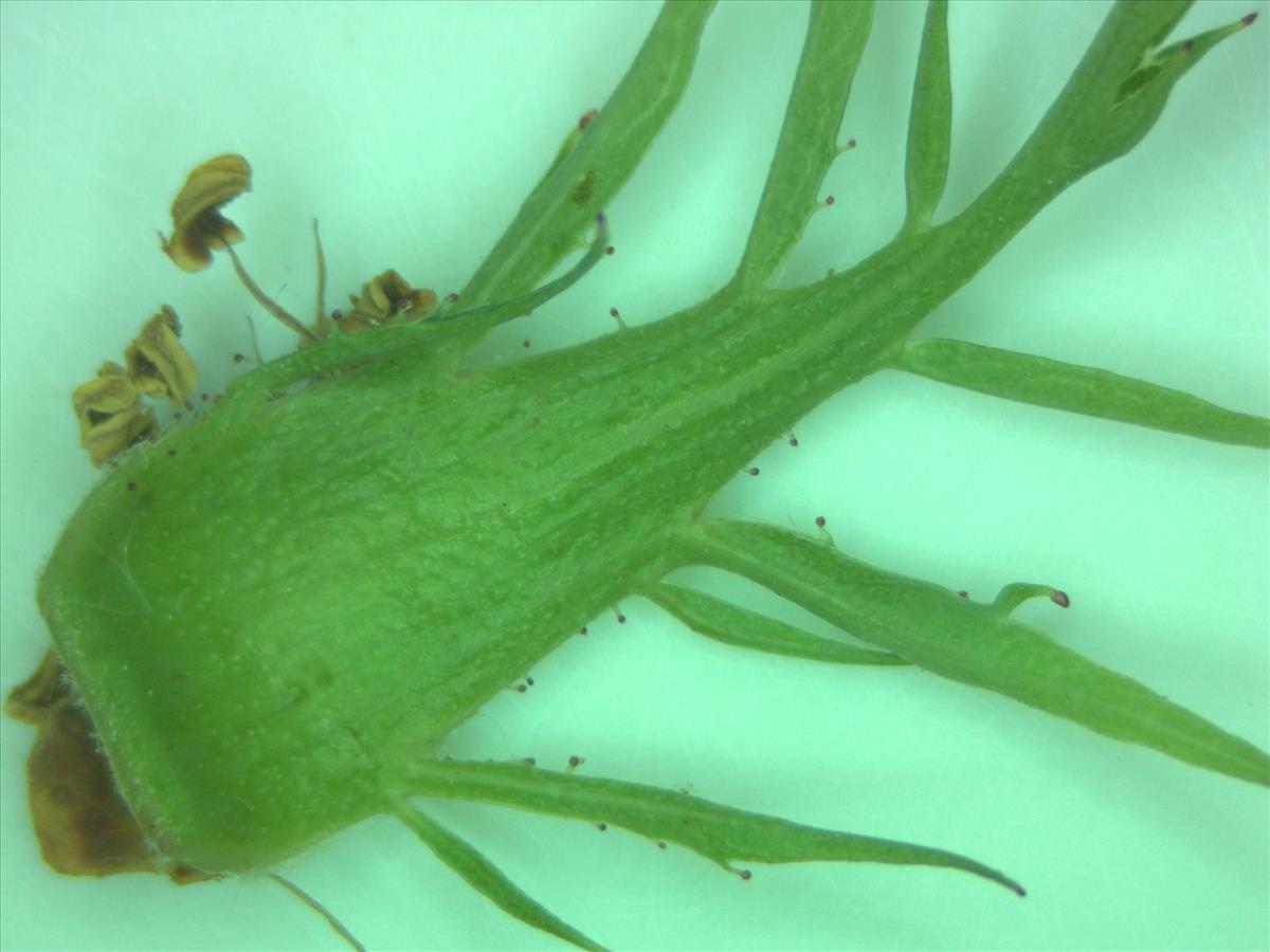 Rosa x insignis (door Jan Klinckenberg)