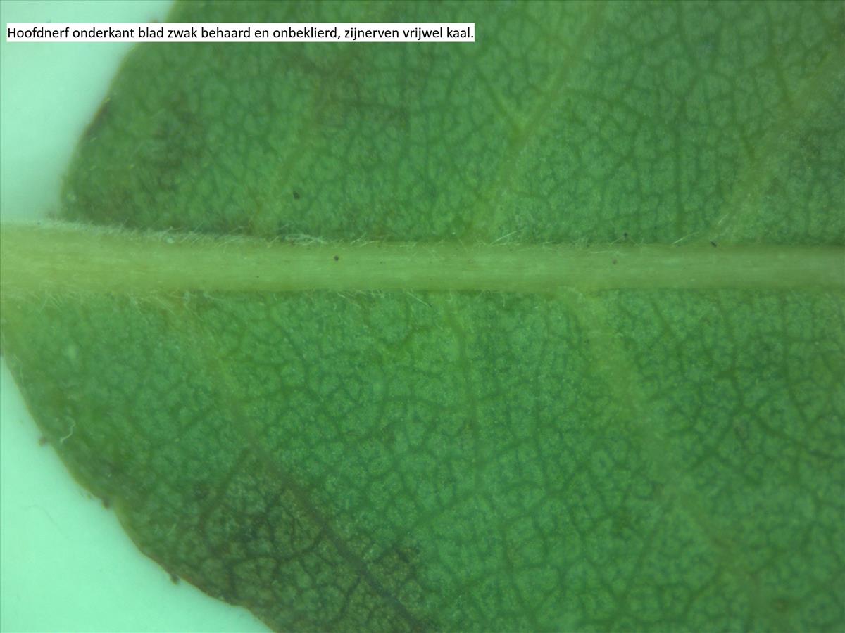 Rosa x semiglabra (door Jan Klinckenberg)