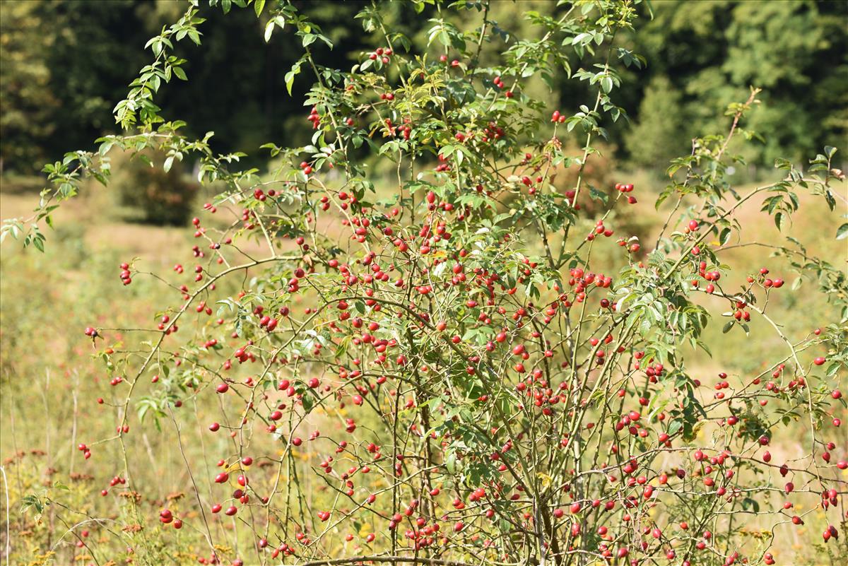 Rosa x semiglabra (door Jan Klinckenberg)