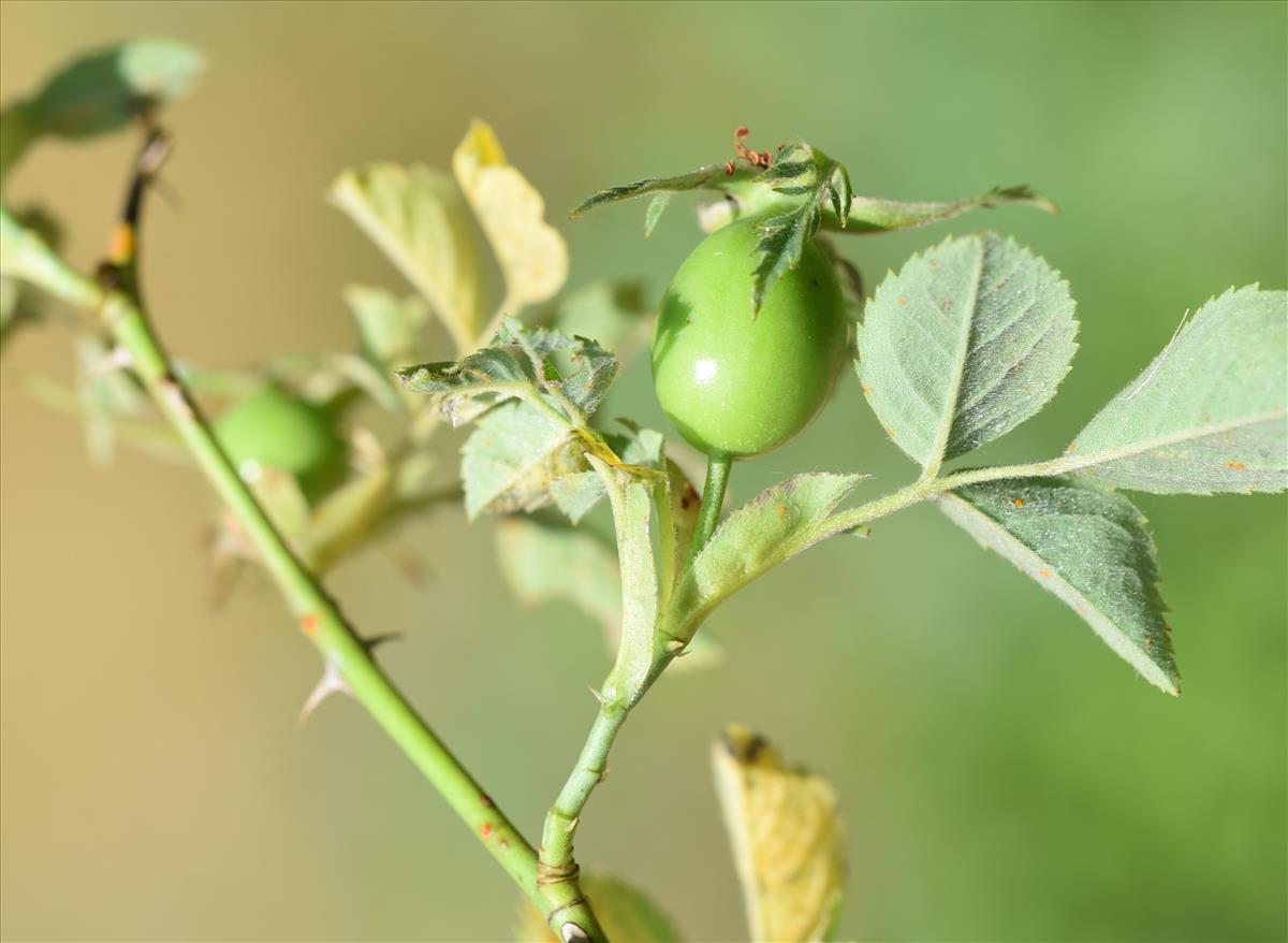 Rosa x subcollina (door Jan Klinckenberg)