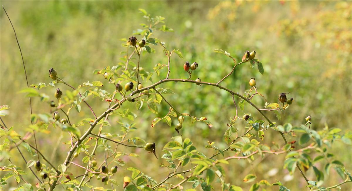 Rosa x timbalii (door Jan Klinckenberg)
