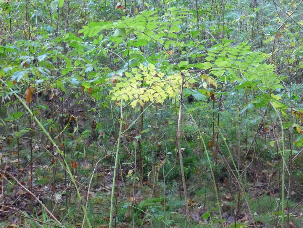 Aralia elata (door Willemien Troelstra)