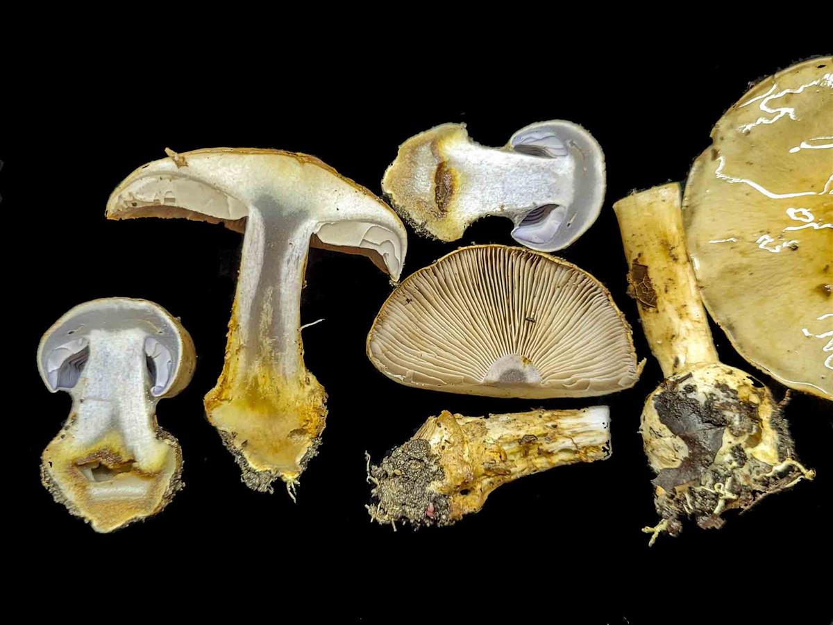 Cortinarius dionysae (door Nico Dam)