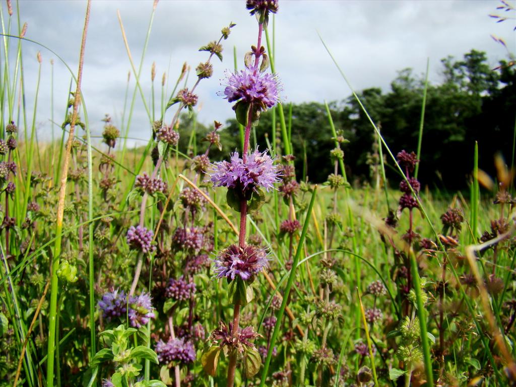 Mentha pulegium (door Joop Verburg)