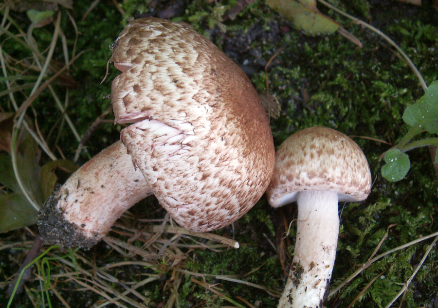 Agaricus brunneolus (door Paul Coene)