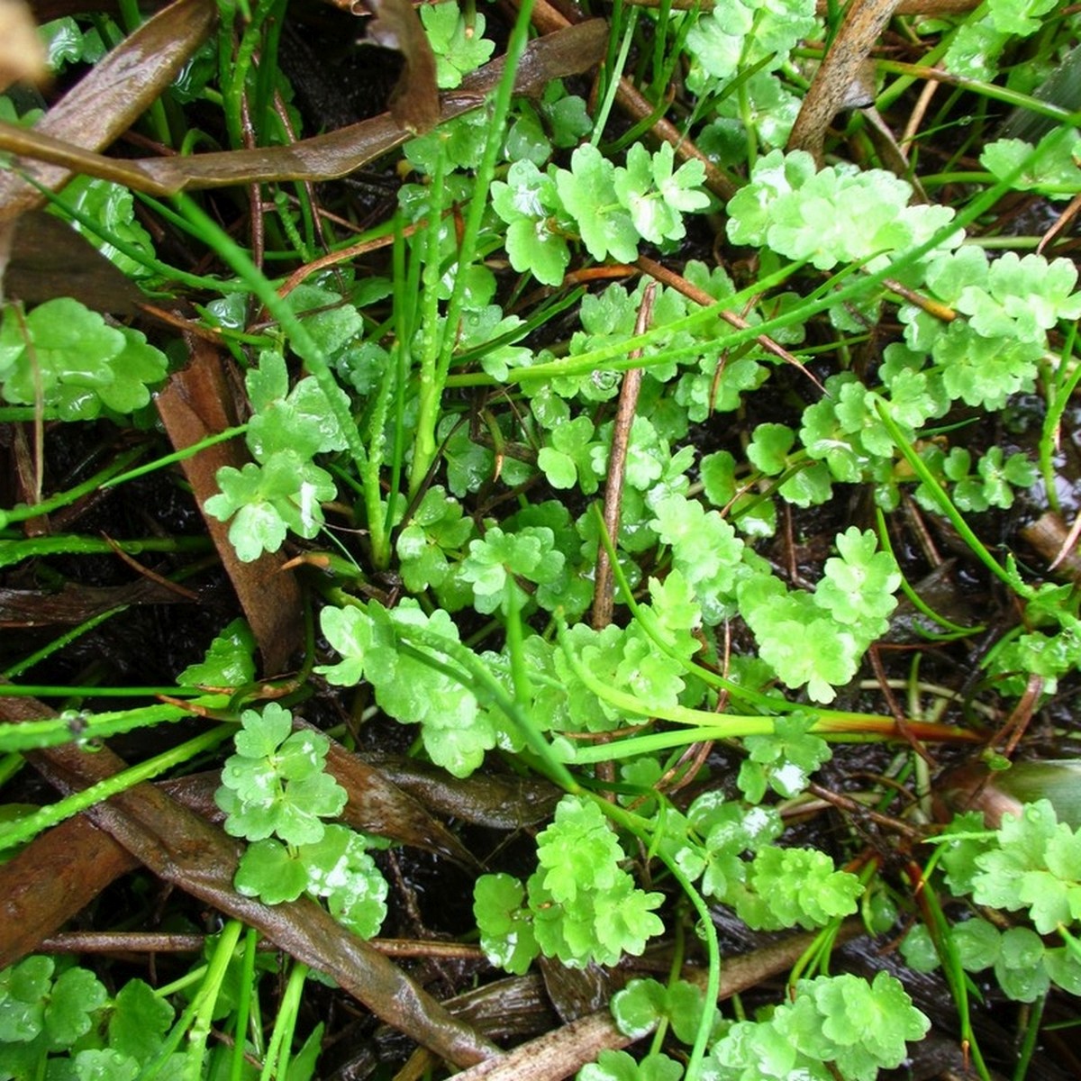 Helosciadium repens (door Joke Schaminée-Sluis)