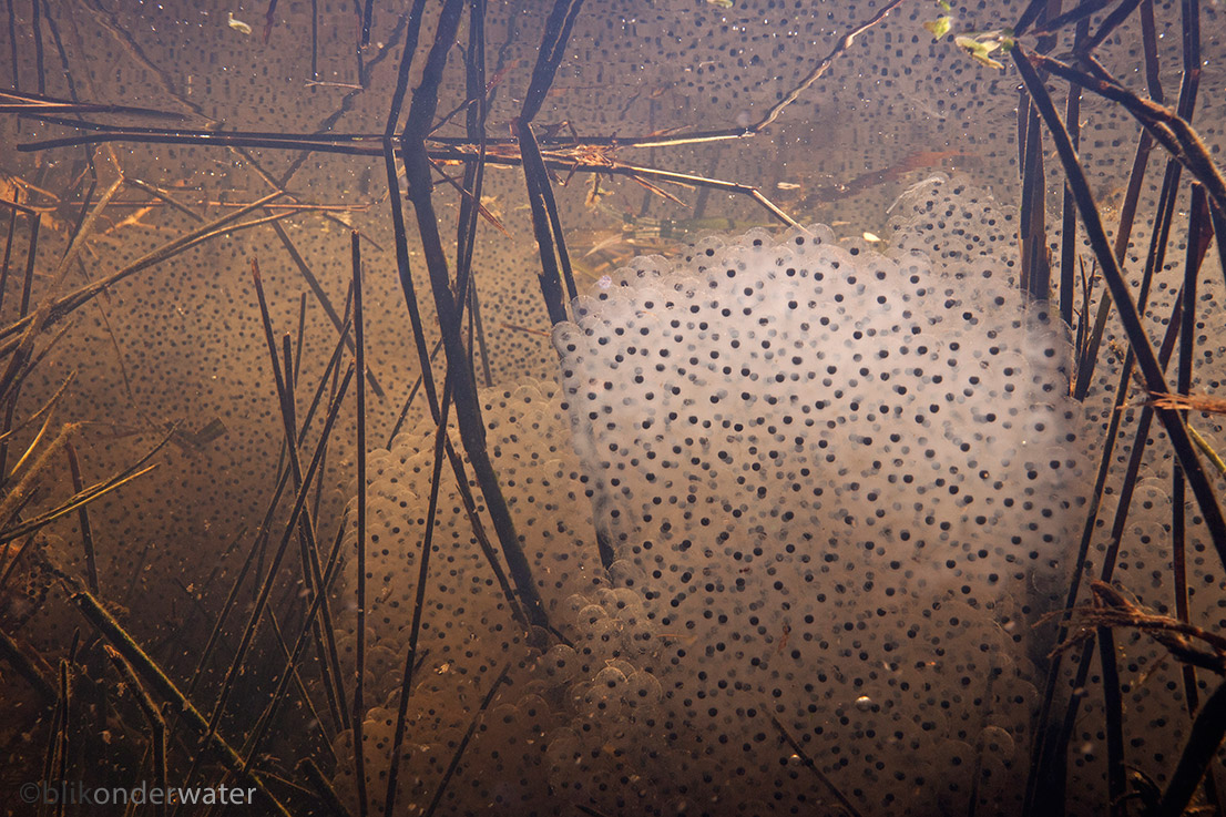 Rana temporaria (door blikonderwater)